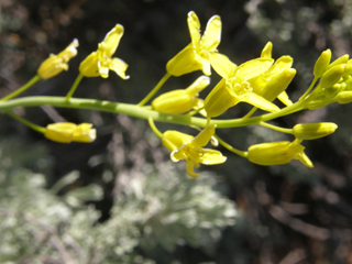 Schoenocrambe linifolia (Flaxleaf plainsmustard)