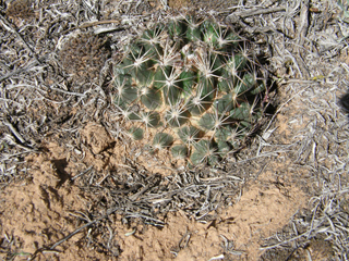 Escobaria vivipara var. arizonica (Arizona spinystar)