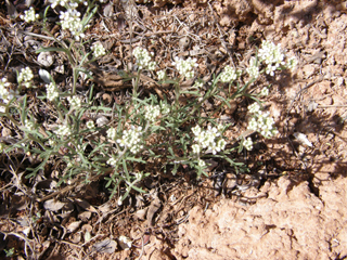 Lepidium montanum var. cinereum (Mountain pepperweed)