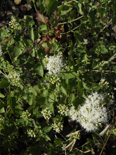 Ageratina herbacea (Fragrant snakeroot)