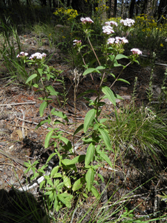 Stevia plummerae (Spanish needles)
