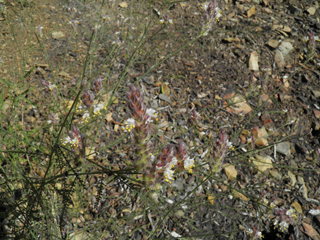 Dalea grayi (Gray's prairie clover)