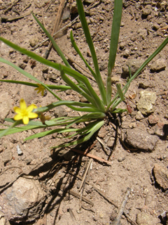 Sisyrinchium longipes (Timberland blue-eyed grass)