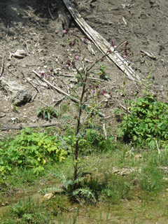 Cirsium vinaceum (Sacramento mountain thistle)
