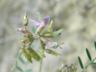 Astragalus flexuosus var. flexuosus (Flexile milkvetch)