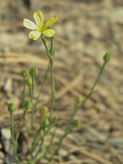 Linum neomexicanum (New mexico yellow flax)