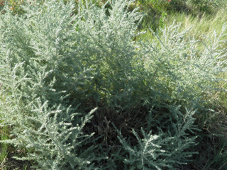 Suaeda suffrutescens (Desert seepweed)