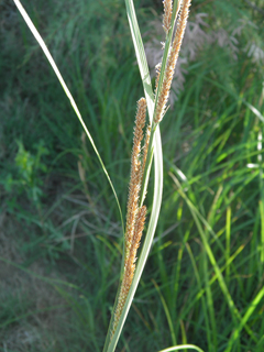 Eriochloa acuminata (Tapertip cupgrass)