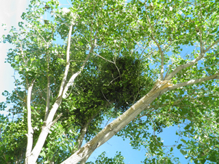 Phoradendron macrophyllum (Colorado desert mistletoe)
