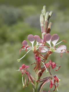 Oenothera suffulta ssp. nealleyi (Nealley's kisses)