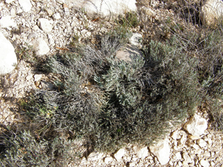 Thymophylla setifolia (Texas pricklyleaf)