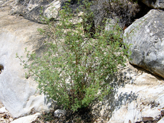 Dalea bartonii (Warnock's prairie clover)