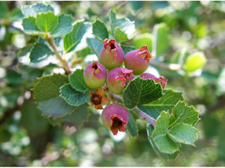 Malacomeles denticulata (Southern false serviceberry)