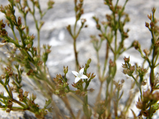 Stenaria rupicola (Smallflower starviolet)