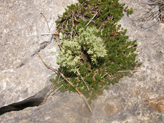 Selaginella arizonica (Arizona spikemoss)