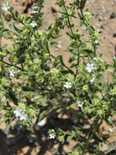Lappula occidentalis (Flatspine stickseed)