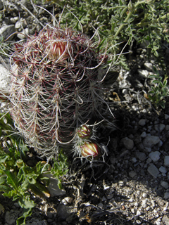 Echinocereus viridiflorus var. chloranthus (Nylon hedgehog cactus)