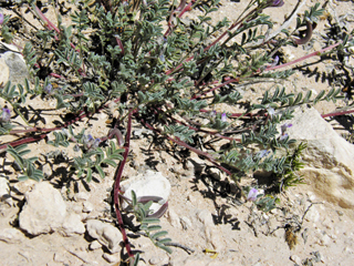 Astragalus nuttallianus var. austrinus (Smallflowered milkvetch)