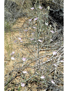 Stephanomeria exigua (Small wirelettuce)