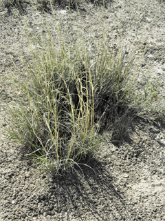 Sporobolus flexuosus (Mesa dropseed)