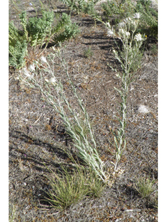 Mentzelia strictissima (Grassland blazingstar)