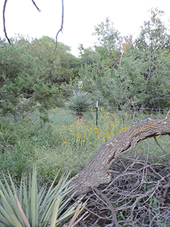 Yucca madrensis (Mountain yucca)