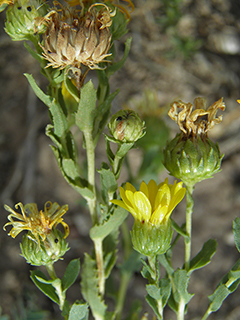 Grindelia oxylepis (Mexican gumweed)
