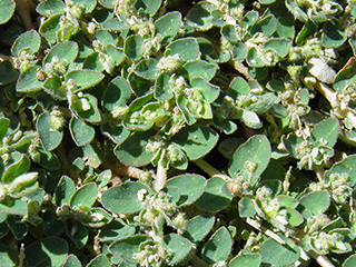 Chamaesyce stictospora (Slimseed sandmat)