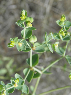 Euphorbia brachycera (Horned spurge)