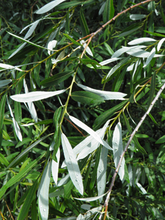 Salix bonplandiana (Bonpland willow)