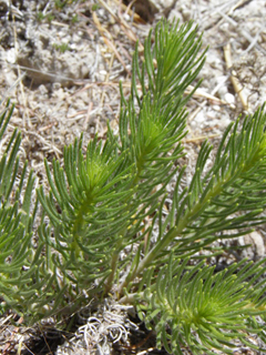 Navarretia cotulifolia (Cotulaleaf pincushionplant)