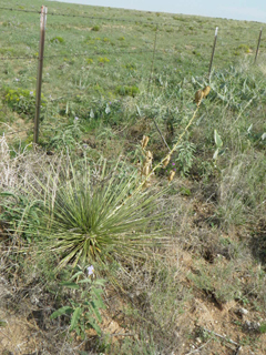 Yucca baileyi var. intermedia (Intermediate yucca)