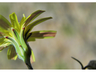 Malacothrix stebbinsii (Stebbins' desertdandelion)