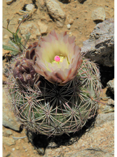 Echinomastus intertextus (White fishhook cactus)