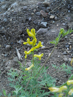 Corydalis curvisiliqua ssp. occidentalis (Curvepod fumewort)