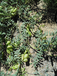 Astragalus allochrous (Halfmoon milkvetch)