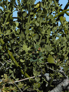 Phoradendron coryae (Cory's mistletoe)