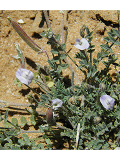 Astragalus nuttallianus var. macilentus (Turkeypeas)