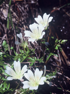 Limnanthes douglasii ssp. nivea (Douglas' meadowfoam)