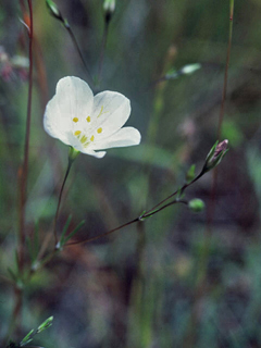 Leptosiphon liniflorus (Narrowflower flaxflower)