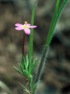 Leptosiphon rosaceus (Rose linanthus)