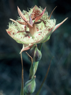 Calochortus tiburonensis (Tiburon mariposa lily)