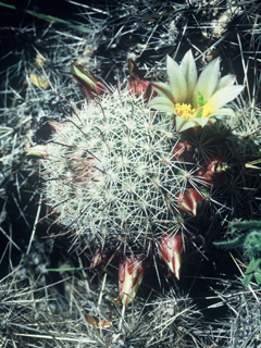 Mammillaria dioica (Strawberry cactus)