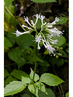 Valeriana pauciflora (Largeflower valerian)