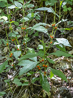Triosteum aurantiacum (Orange-fruit horse-gentian)