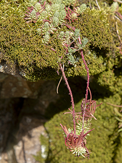 Paronychia argyrocoma (Silvery nailwort)
