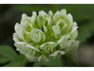 Trifolium calcaricum (Running glade clover)