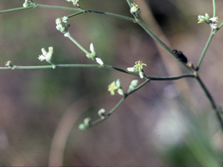 Ephedra pedunculata (Vine jointfir)