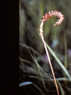 Malaxis wendtii (Wendt's adder's-mouth orchid)