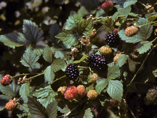 Rubus argutus (Sawtooth blackberry)